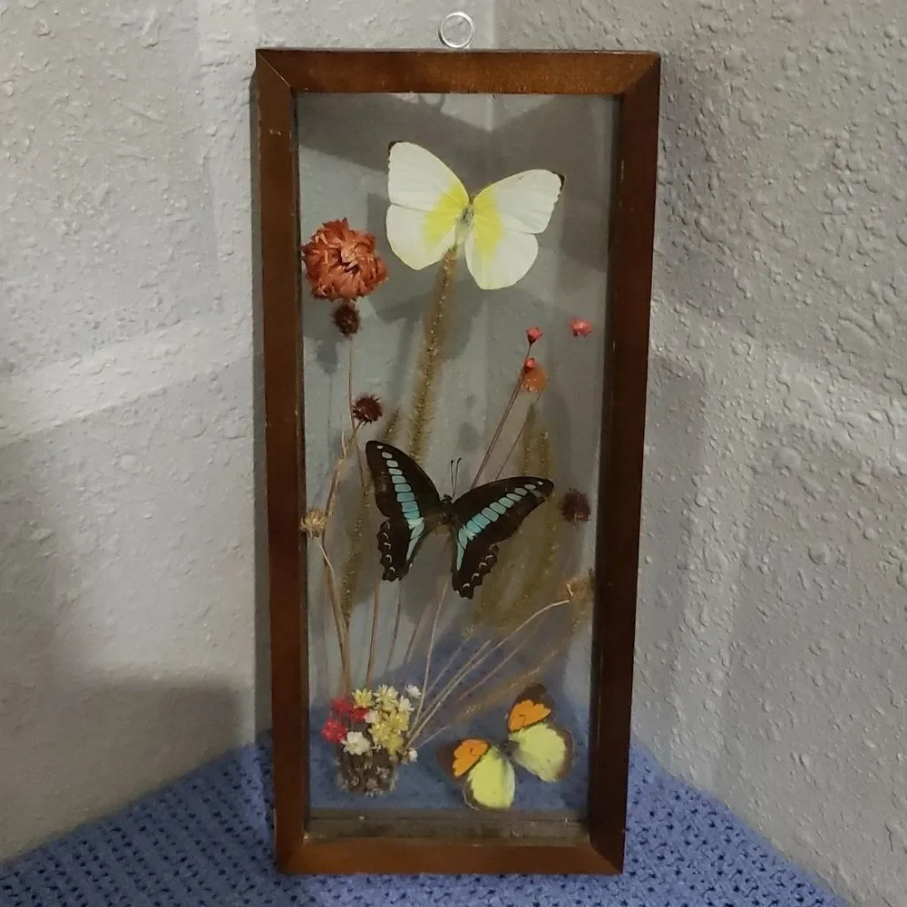 Stunning Butterfly & Dried Flowers Mounted In Shadow Box Framed Wall Art